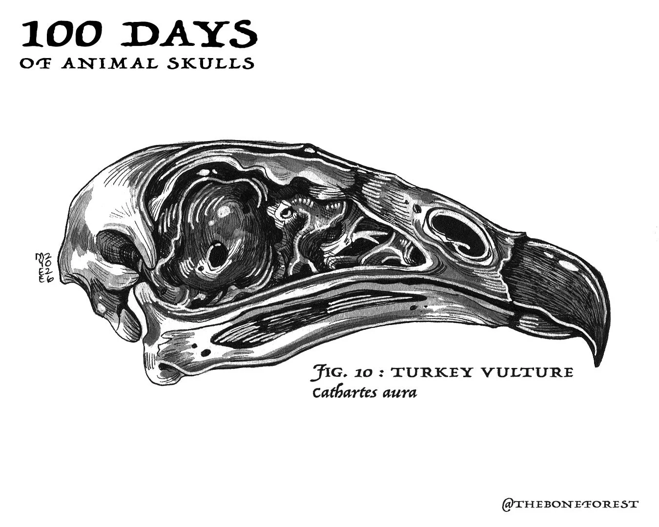 10 Turkey Vulture.jpg