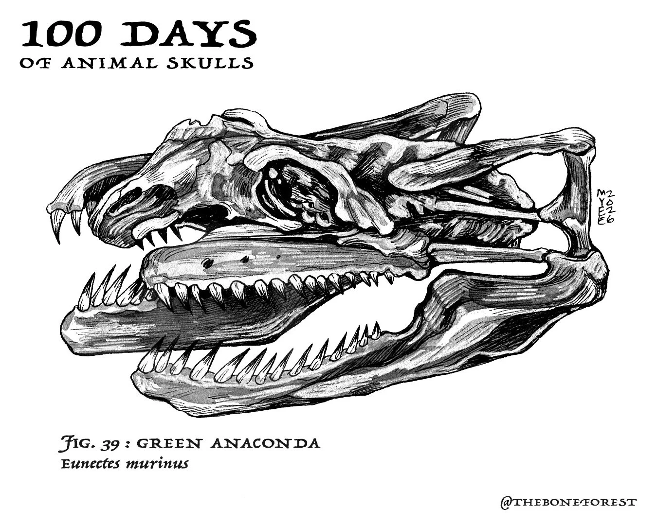 39 Green Anaconda.jpg