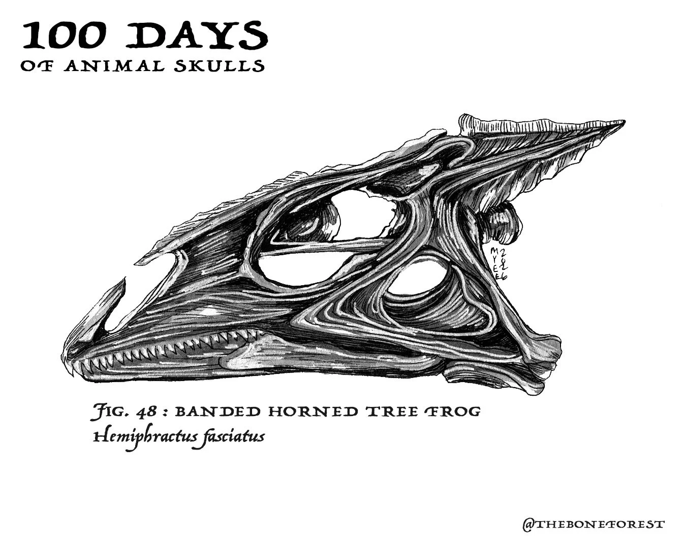 48 banded horned treefrog.jpg