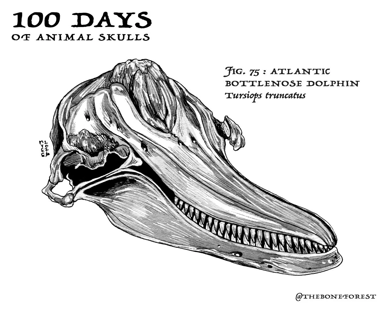 75 Atlantic Bottlenose Dolphin.jpg
