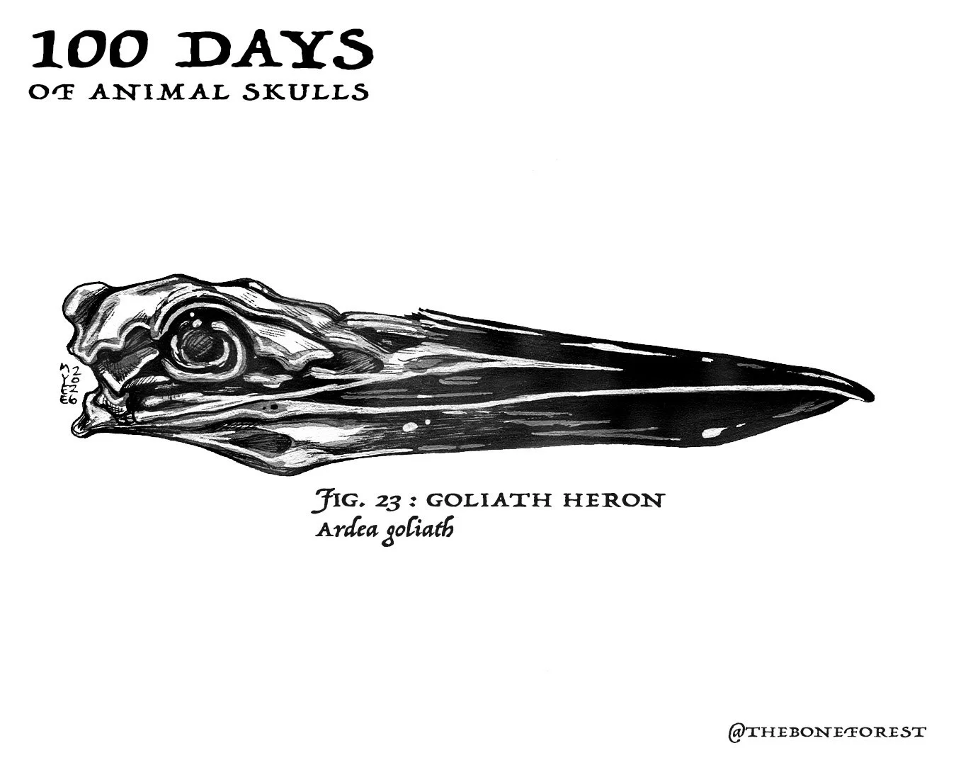 23 Goliath Heron.jpg