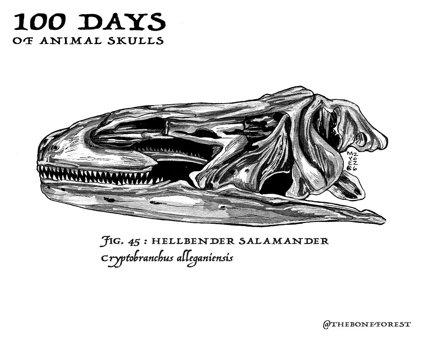 45 Hellbender Salamander.jpg