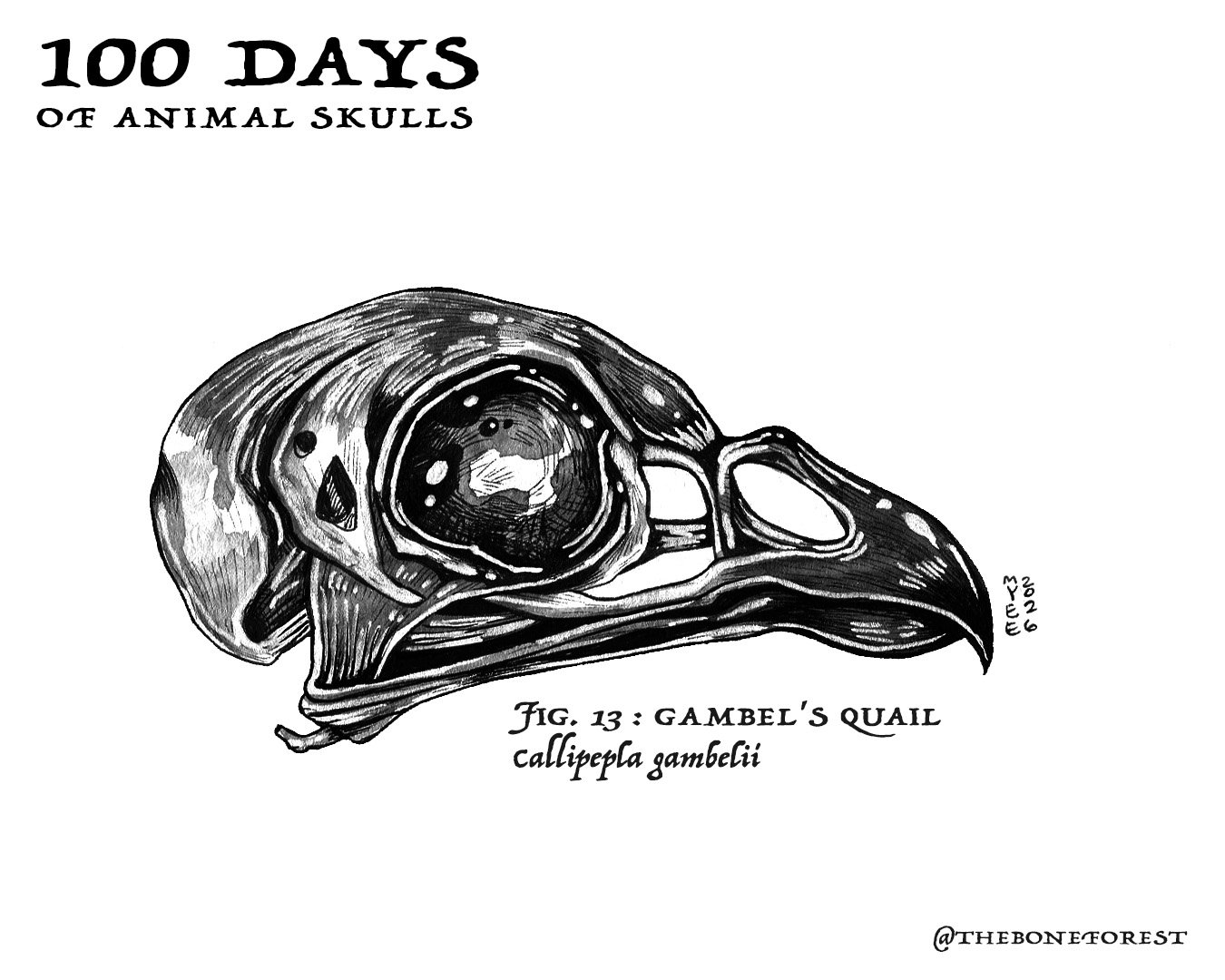 13 Gambel's Quail.jpg