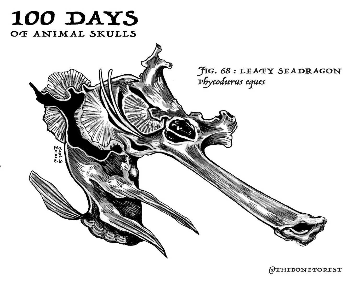 68 Leafy Seadragon.jpg