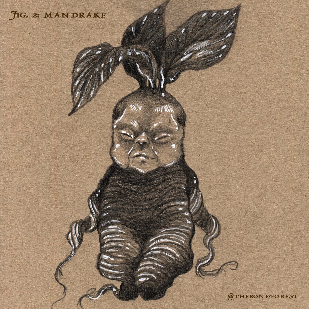 Fig. 2 - Mandrake.jpg