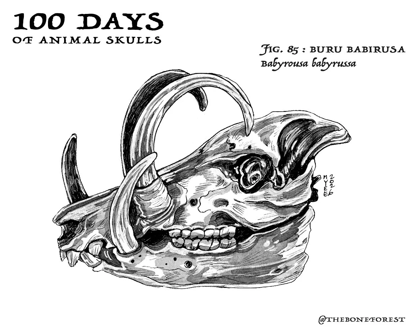 85 Babirusa.jpg