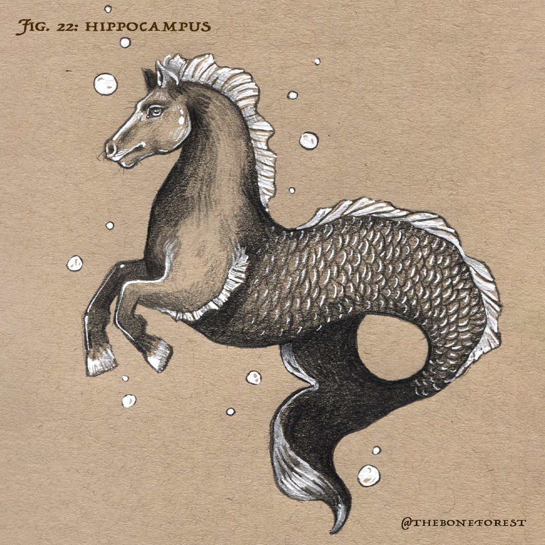 Fig. 22 - Hippocampus.jpg