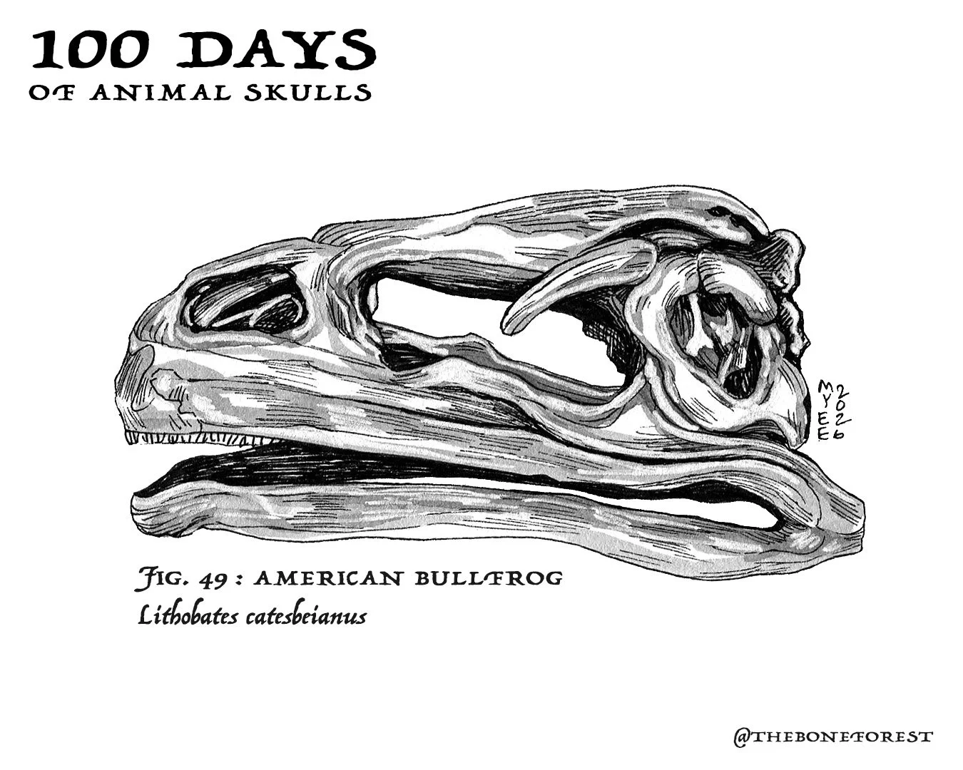 49 American Bullfrog.jpg