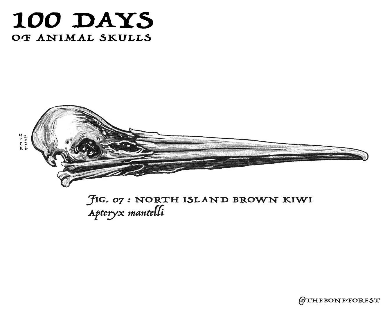 7 North Island Brown Kiwi.jpg