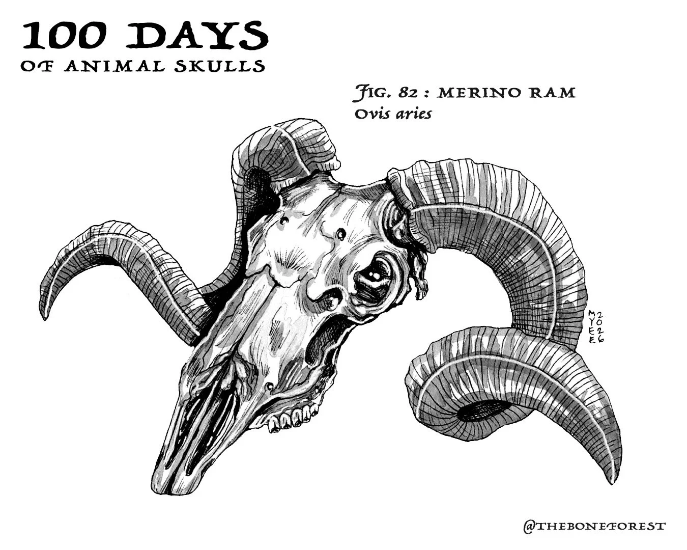 82 Merino Ram.jpg