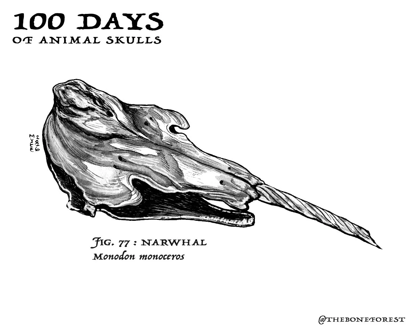 77 Narwhal.jpg