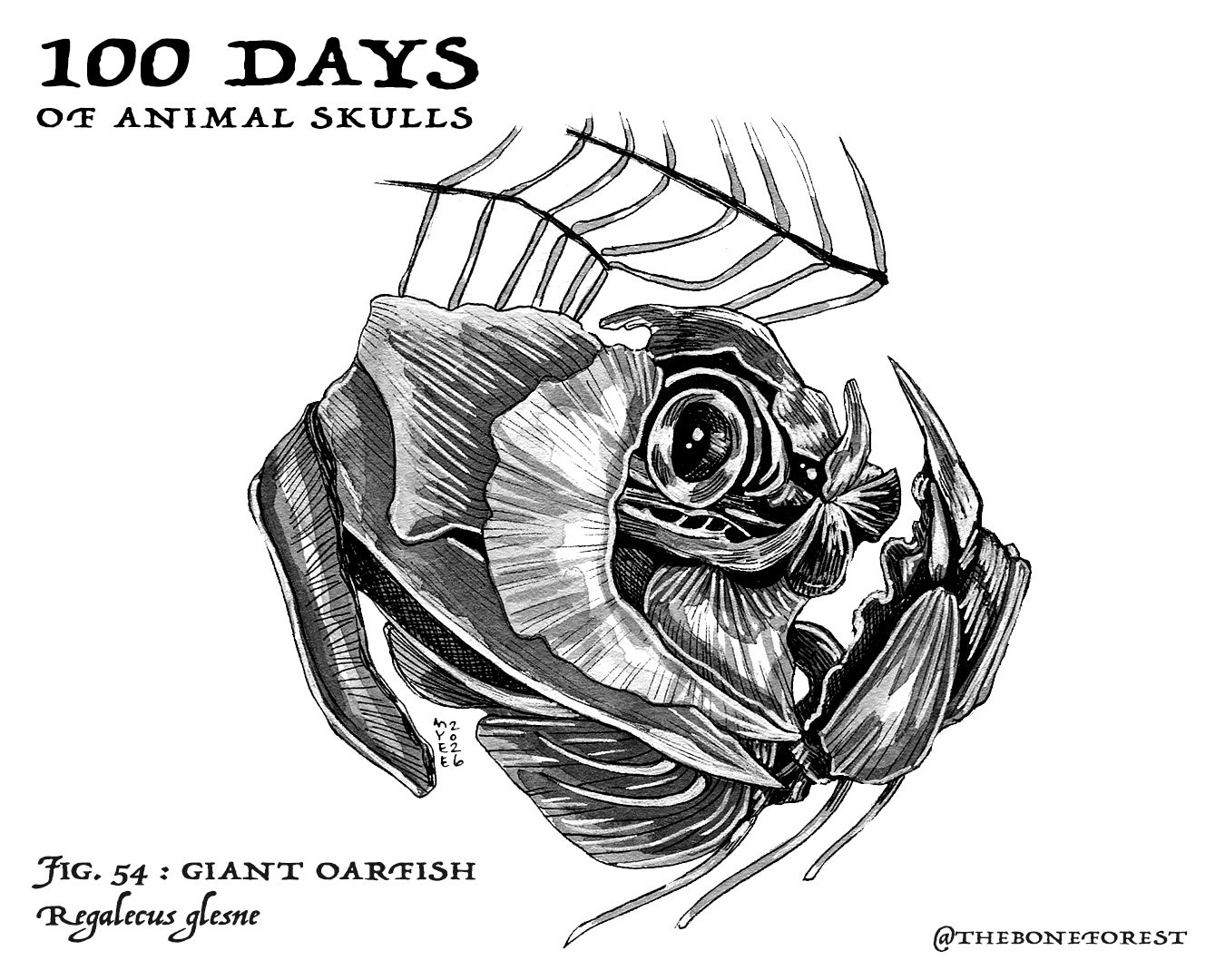 54 Giant Oarfish.jpg