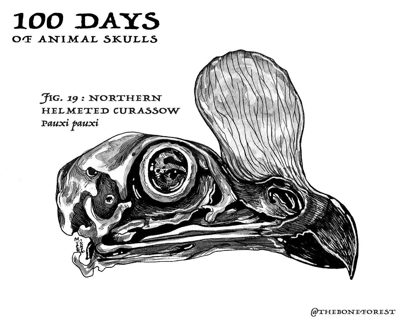 19 Northern Helmeted Curassow.jpg