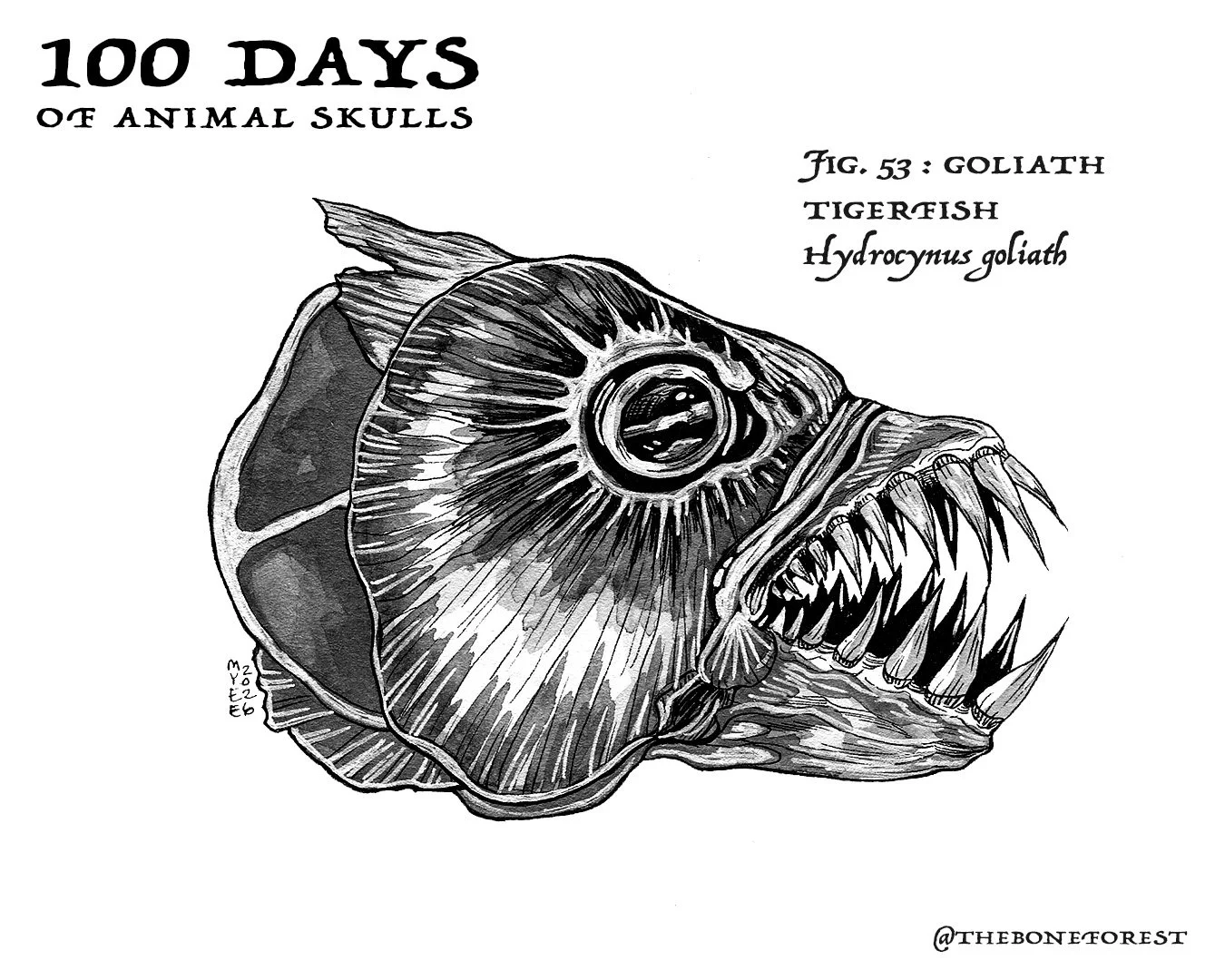 53 Goliath Tigerfish.jpg