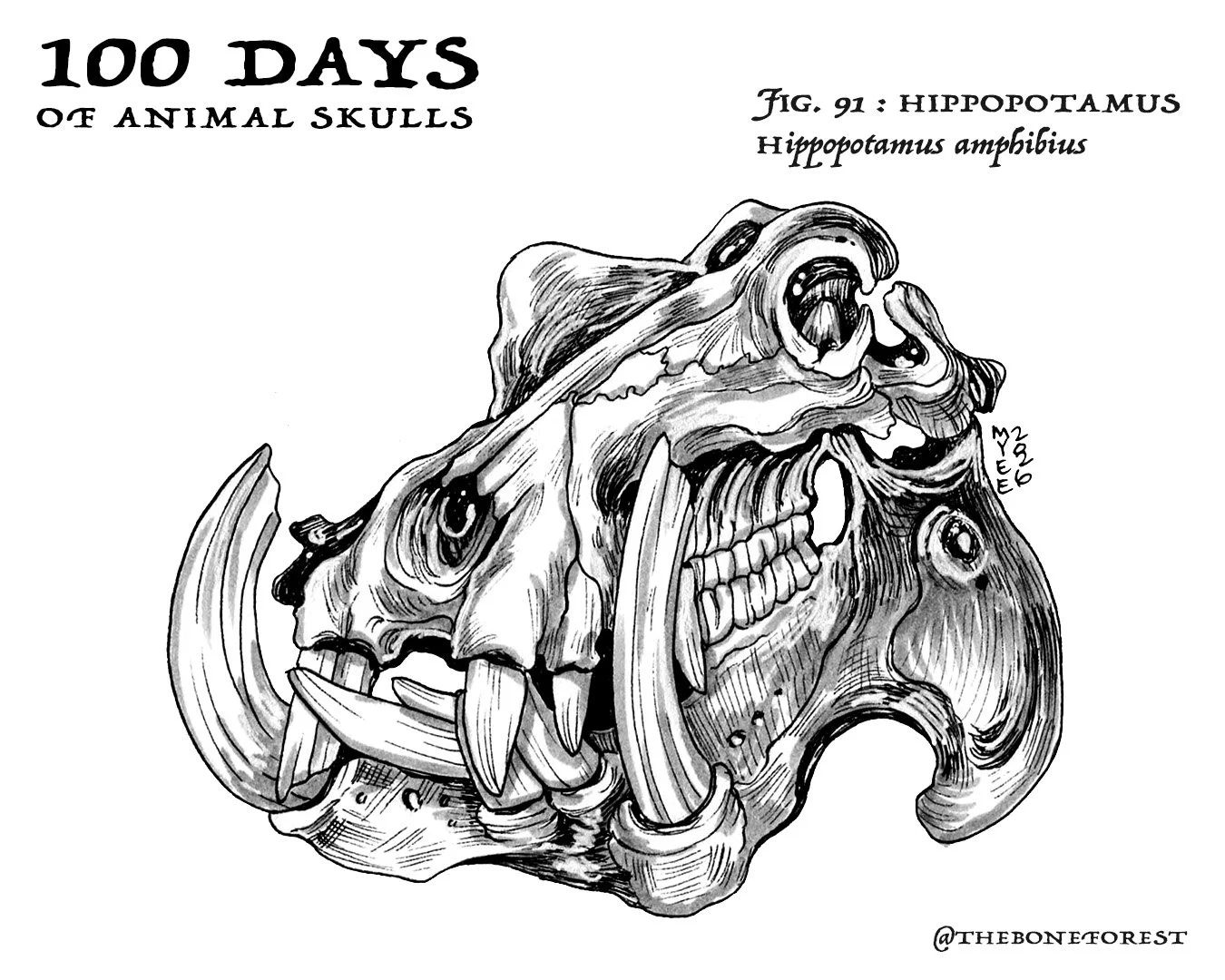 91 Hippopotamus.jpg
