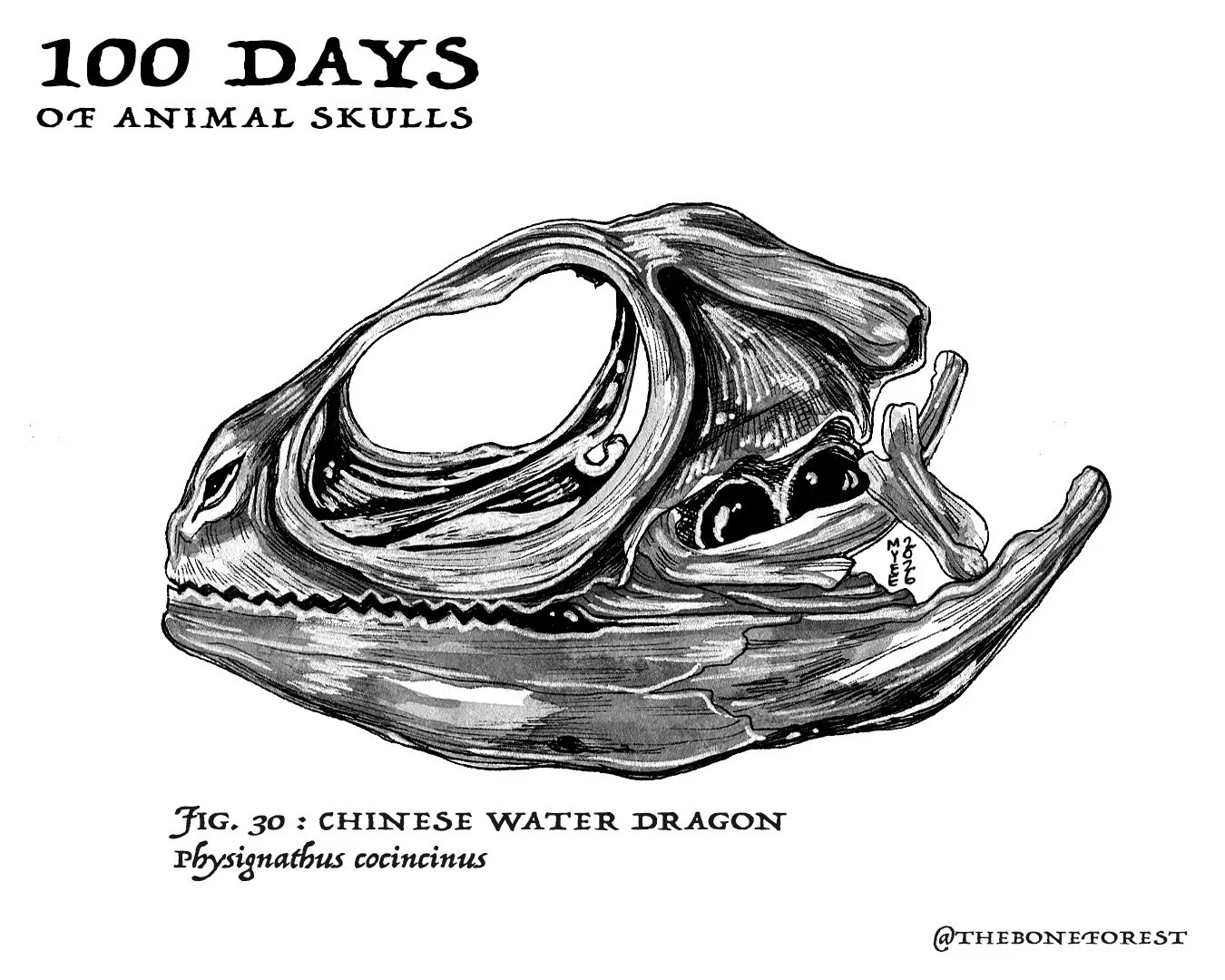30 Chinese Water Dragon.jpg
