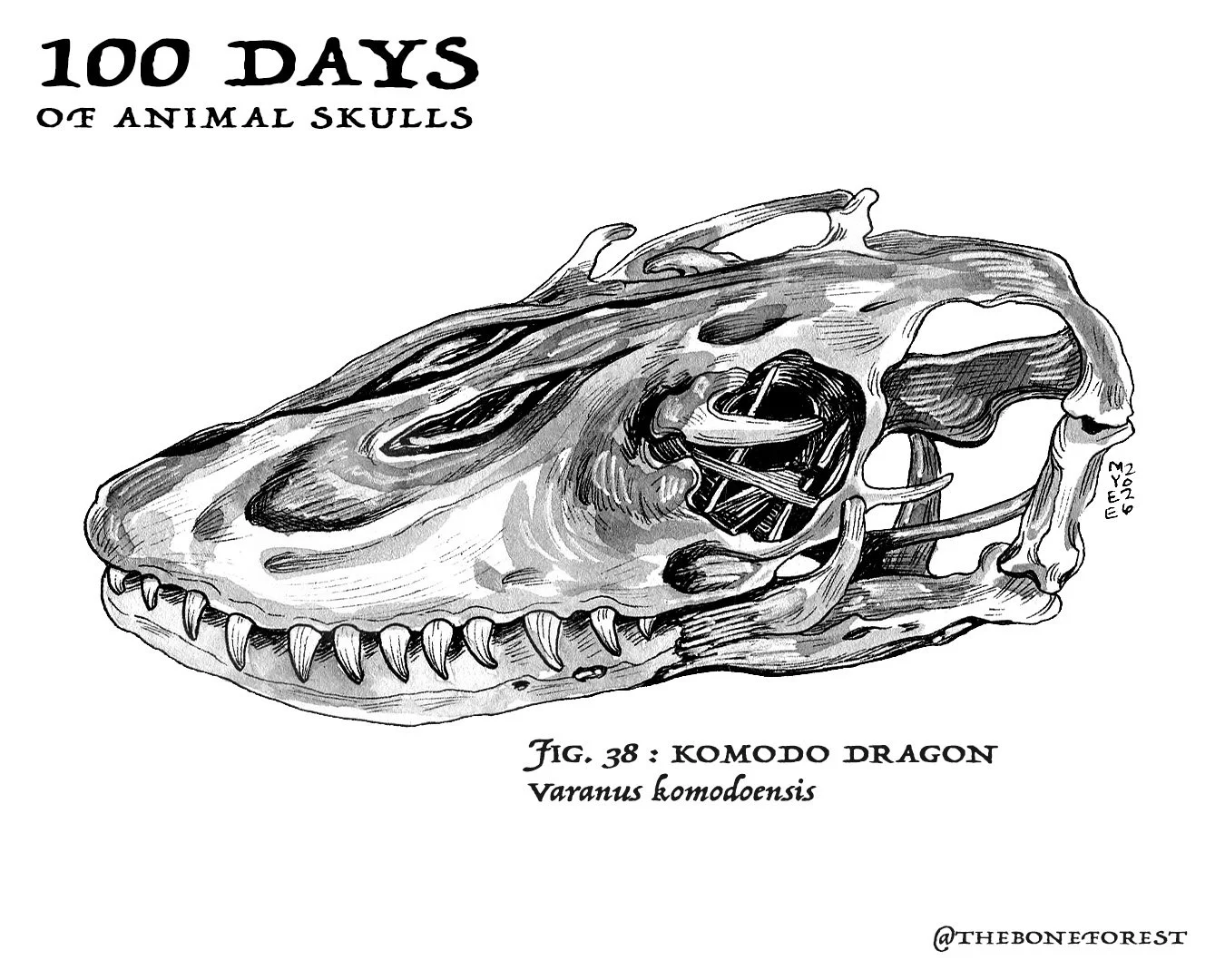 38 Komodo Dragon.jpg