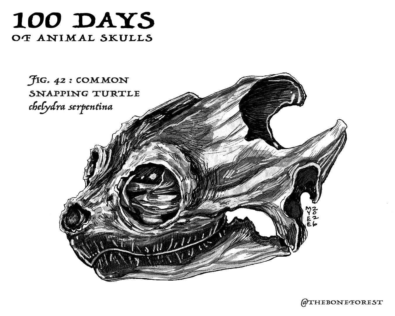 42 Common Snapping Turtle.jpg