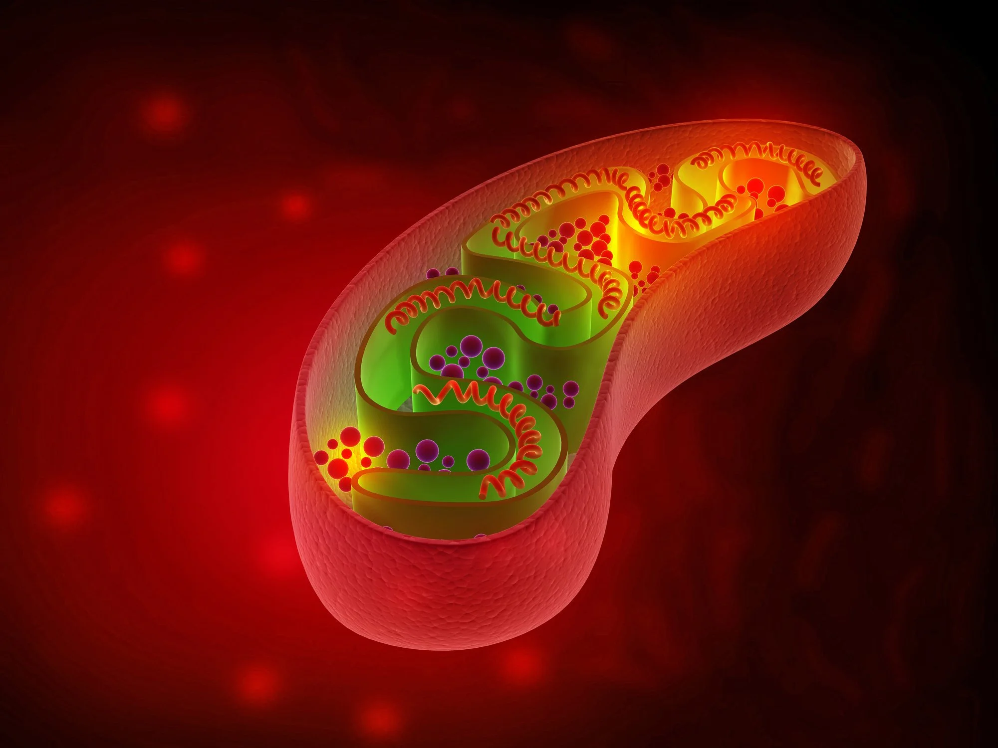 Stylized image of a mitochondria producing more energy after being healed at Very Well in Baltimore, MD using Red Light Therapy, PEMF, and Modern Sound Bath (vibroacoustic therapy)