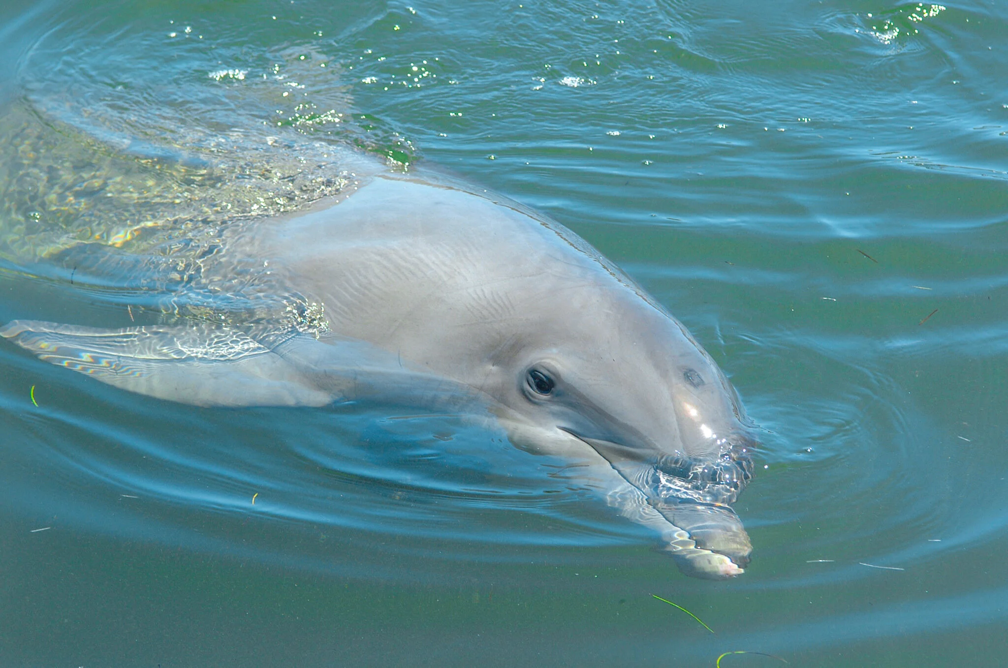 Interactive Dolphin Experience, Marathon Key