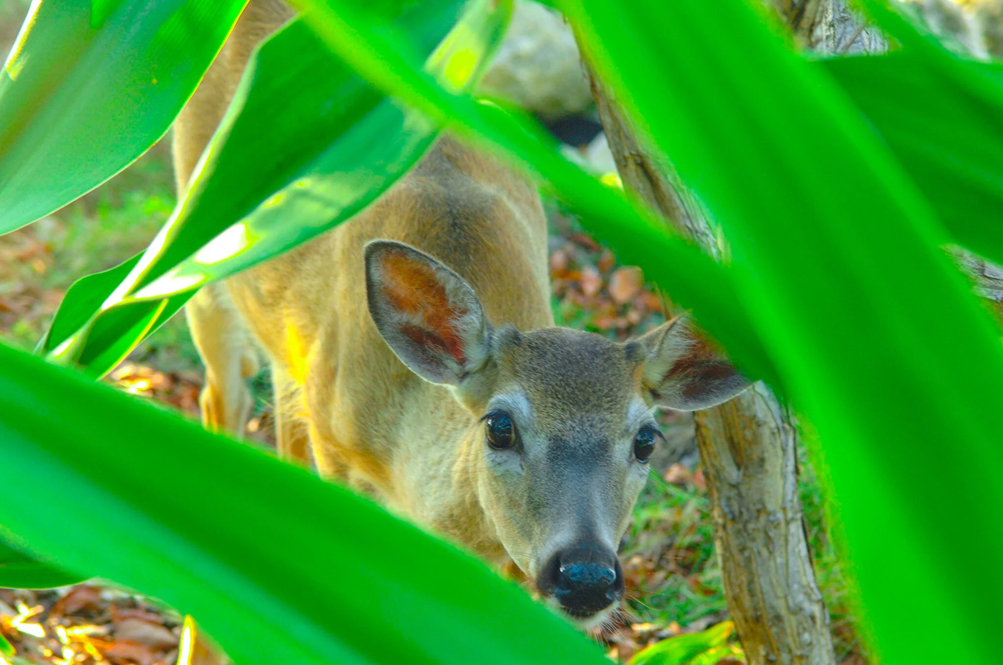 Key Deer, Florida Keys