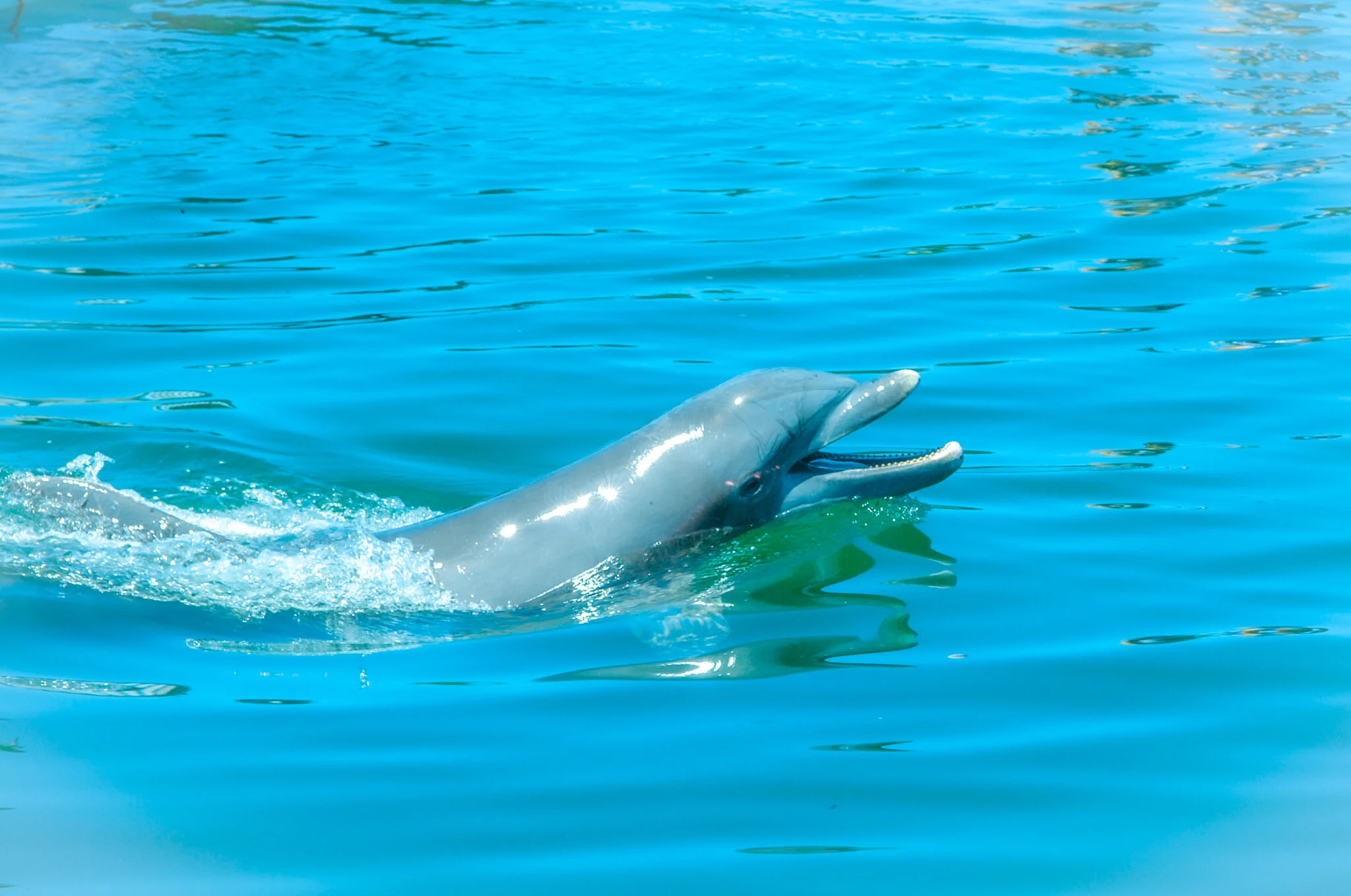 Interactive Dolphin Experience, Marathon Key