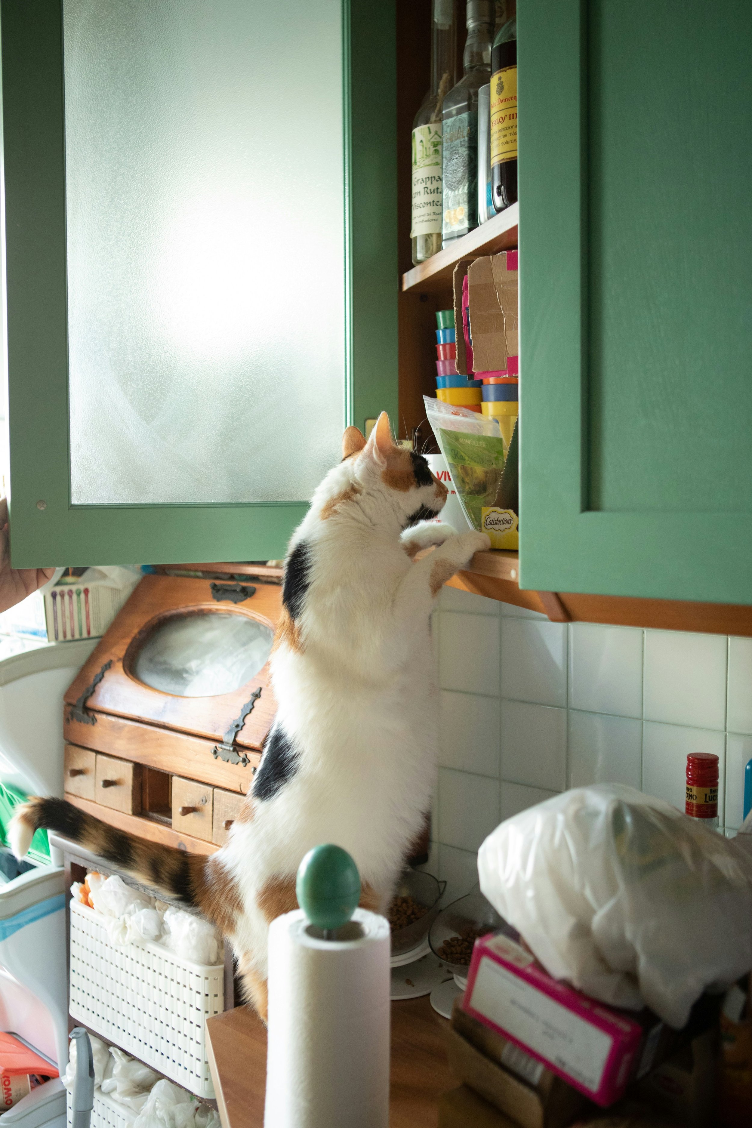 ⚠️ Intoxication chez le chien ou le chat : les dangers cachés dans votre maison