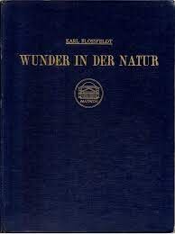 wunder.jpeg