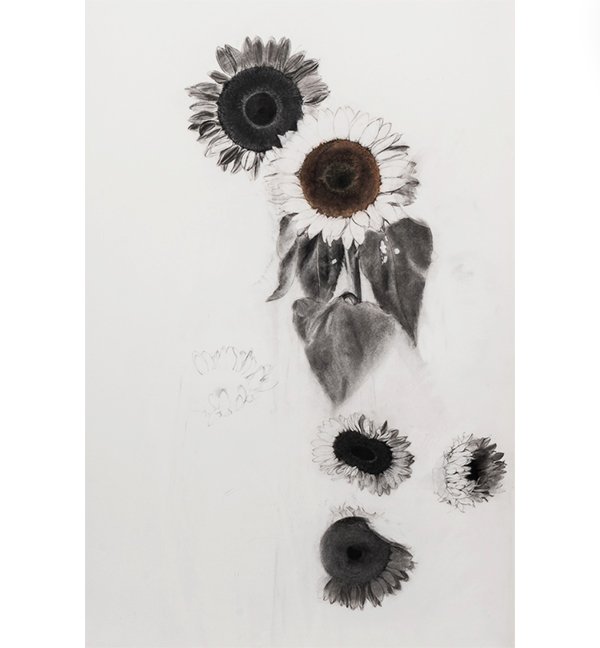 Large Sunflower Study.jpg