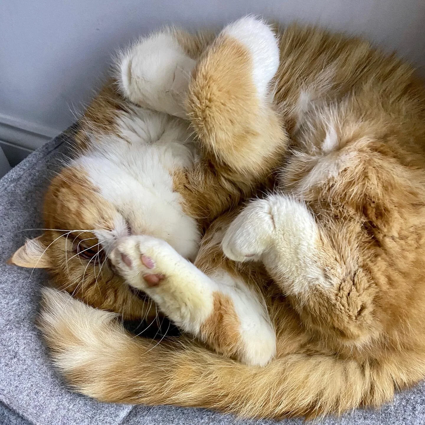 The best way to keep out of the freezing cold wind and sleet.... snuggle up on top of the make up box 🤣

#mrfoxfairlie