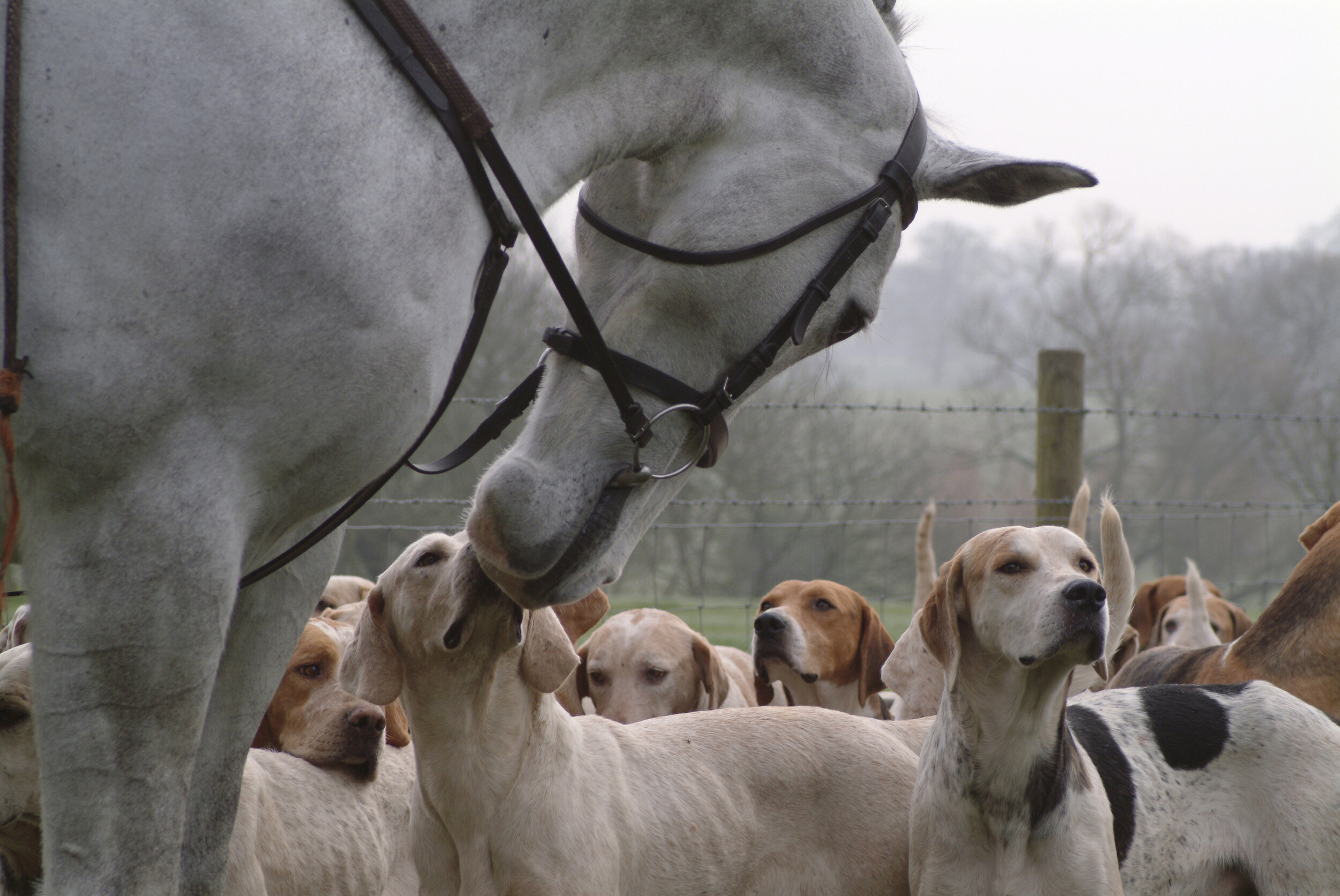 Horse-and-dogs-windy-hollow.jpeg