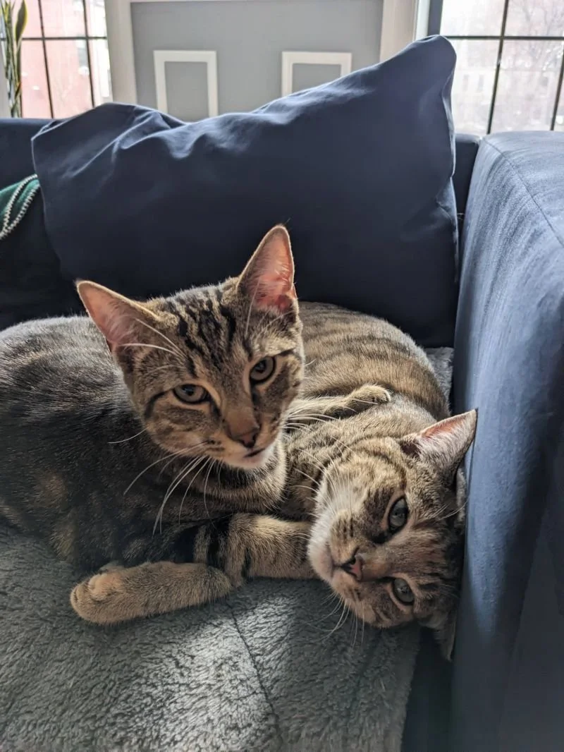 "Everyone would think I'm crazy not to pursue this opportunity."