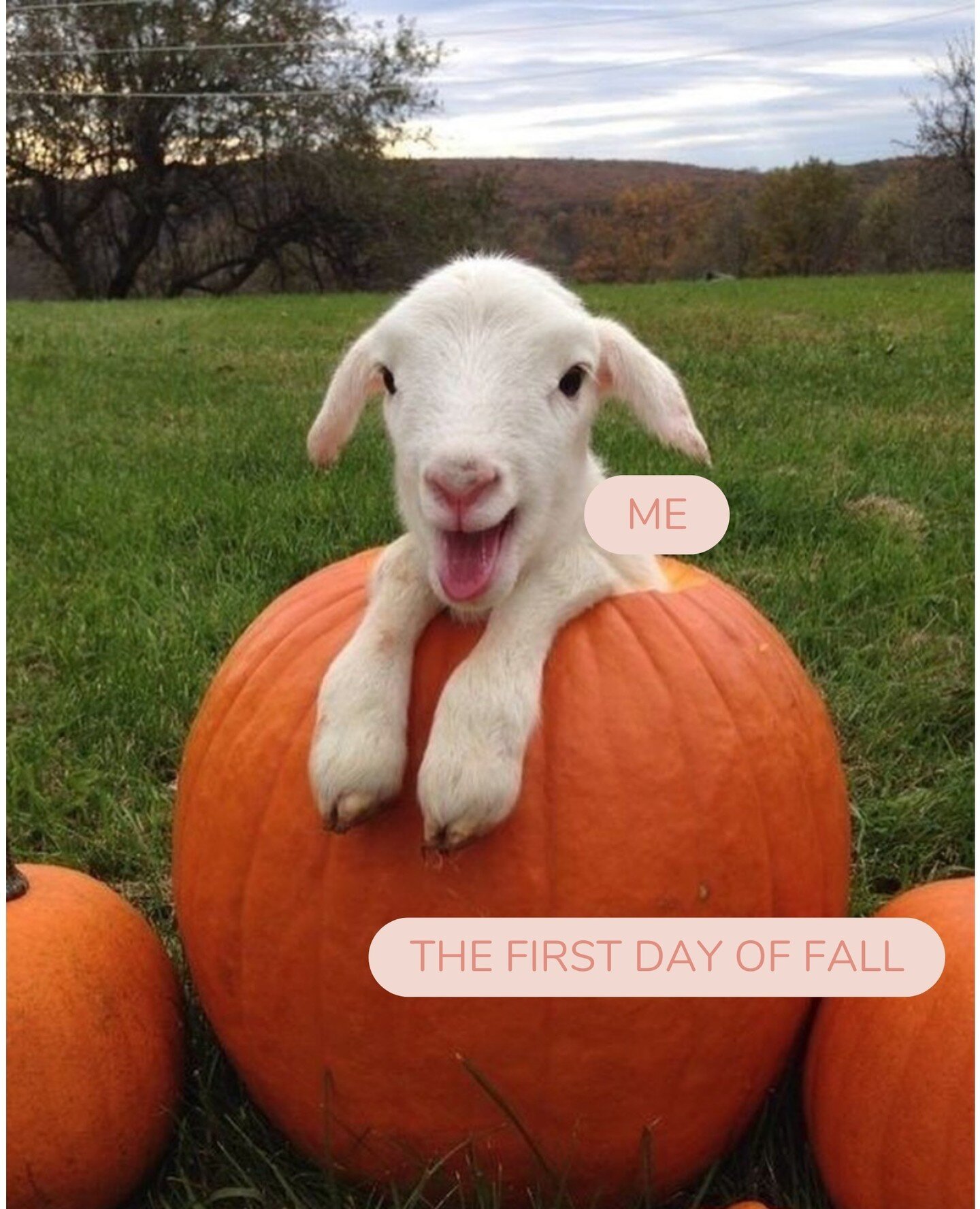 Happy first day of fall 🍂 We'll take anything pumpkin flavoured please ✌️😏⁠
⁠
⁠
⁠
📷 @simplicityarchives⁠
⁠
⁠
⁠
#digitalmarketingtips #socialmediatips #socialmediamanager #socialmedia⁠
#womeninbusiness #digitalmarketing⁠
#digitalagency #marketingst