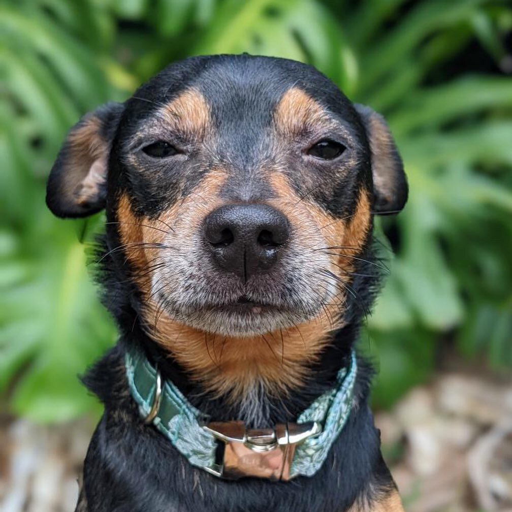 Oh Miss Penelope Kuse, aka Kuku, aka Kukui! You look absolutely stunning in your new fancy collar made from upcycled Japanese silk! 💎 @kukuidesignsmaui @mauigreensmith