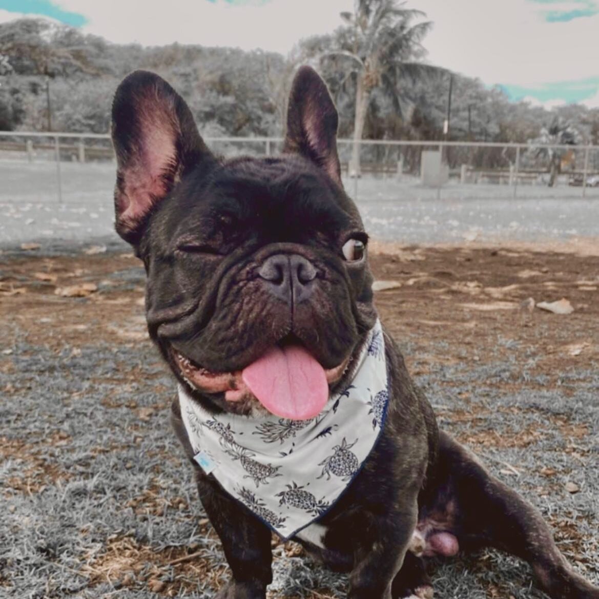 Happy Aloha Friday from Thor 😉 in our Pineapple Reversible Bandana!🍍 We&rsquo;ve got lots of these in stock right now. Happy weekend everybody!