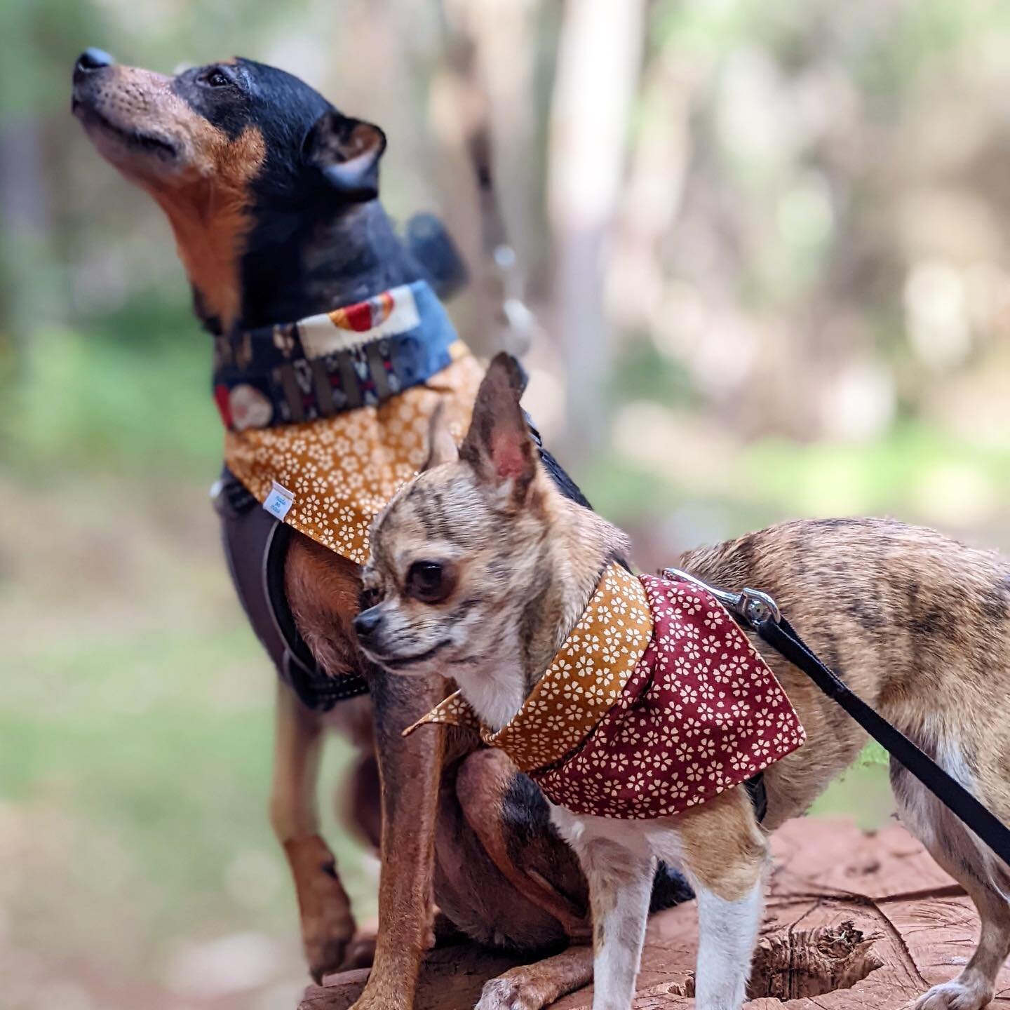 These two BFFs in their @ilioandco + @kirikomade bandanas on a walk in the forest yesterday 💚🌲💚
&hellip;

#ilioandco #supportsmallbusinesses #supportlocal #supportlocalhawaii #shopsmall #shoplocal #shoplocalhawaii #hawaiibusiness #dogaccessories #