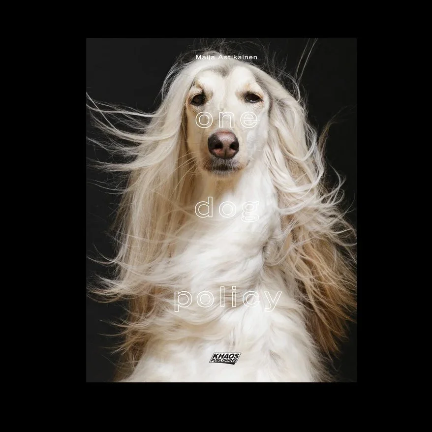 Saluki Sighthounds Breeds Blonde Saluki Sighthound Buying Dog Top