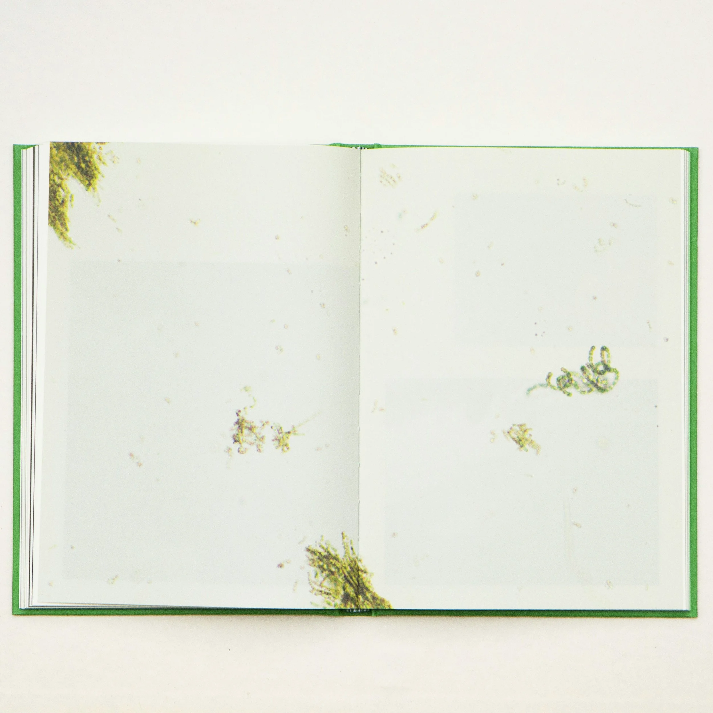 Phytopia_Savolainen_07.jpg