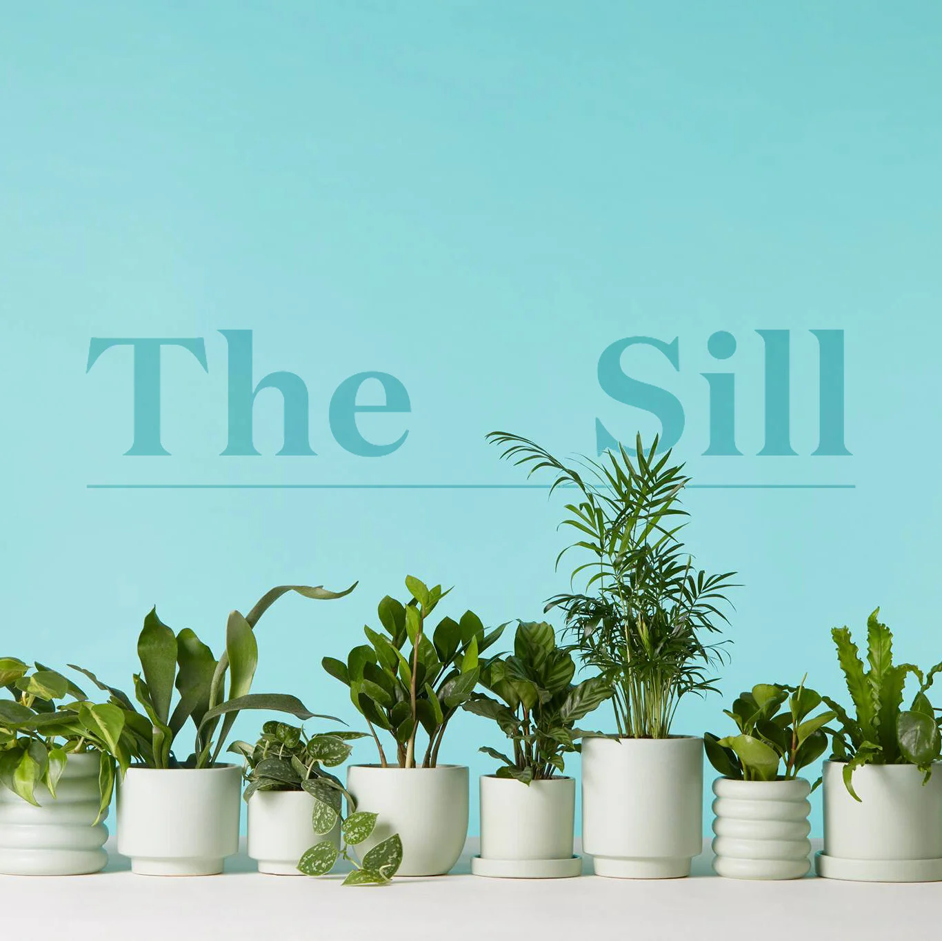 The Sill
