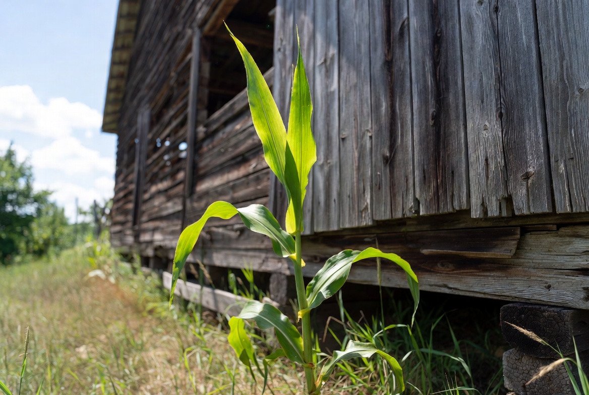 Brian Eno, Creativity, Farming, and AI