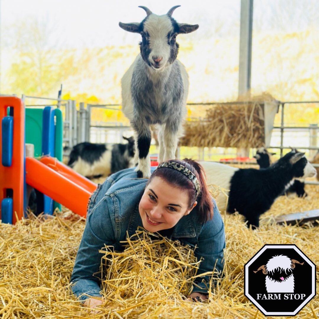 💞 GOAT MASSAGE! 💞

Who&rsquo;s been enjoying meeting our Pygmy Goats lately!? 

🐐 www.farmstop.co.uk 🐐

#farmstop #farmstopaberdeenshire #farmlife #aberdeenshire #visitaberdeenshire #visitscotland #farmvisit #farmtours #familyfarm #goatlife #goat