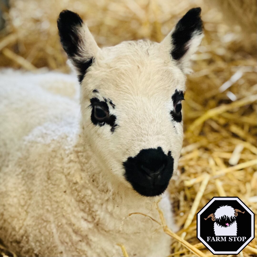 🐑👋 HELLO MAY! 👋🐑 

We have some more ewes to lamb this month 😍 

Look at this little cutie&hellip; our newborn Kerry Hill ewe lamb ❤️
It really does look like this breed of sheep wear lipstick and mascara 🥰💋 

🐑 www.farmstop.co.uk 🐑 

#farms
