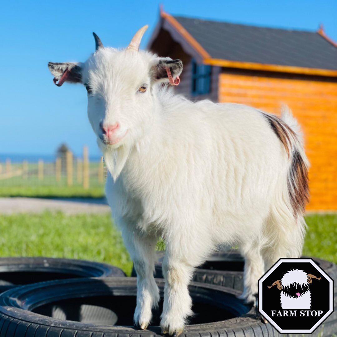 🎉🥳HAPPY BIRTHDAY MAY! 🥳🎉

May is 2 today on the 2nd of May! 🤩 

🐐 www.farmstop.co.uk 🐐 

#farmstop #farmstopaberdeenshire #farmlife #aberdeenshire #visitaberdeenshire #visitscotland #farmvisit #farmtours #familyfarm #goatlife #goatlove #cheeky