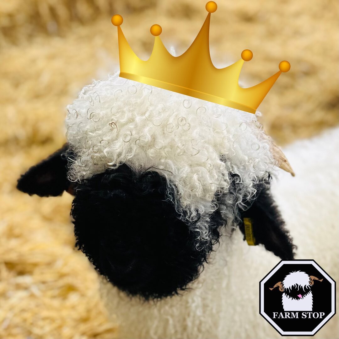 🇬🇧👑 KING&rsquo;S CORONATION 👑 🇬🇧 

Our lamb King hopes you&rsquo;re all having a great bank holiday weekend celebrating the King&rsquo;s Coronation!! ❤️

#farmstop #farmstopaberdeenshire #farmlife #scottishfarming #aberdeenshire #visitaberdeens