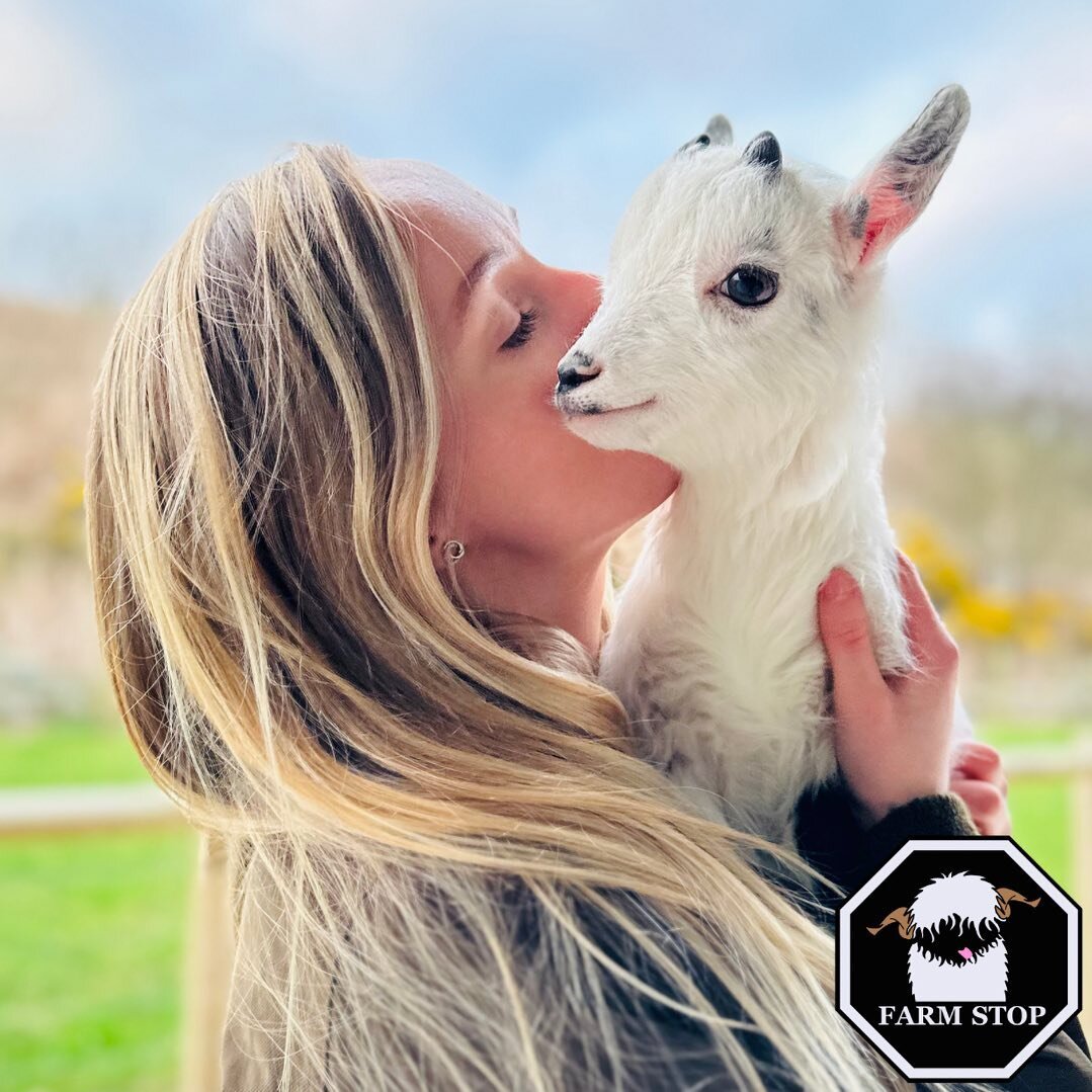 🐐 😍 PYGMY GOATS 😍 🐐 

Lovely and adorable small goats to see 🥰 

🐐 BOOK NOW at: www.farmstop.co.uk 🐐 

#farmstop #farmstopaberdeenshire #farmlife #aberdeenshire #visitaberdeenshire #visitscotland #farmvisit #farmtours #familyfarm #goatlife #go