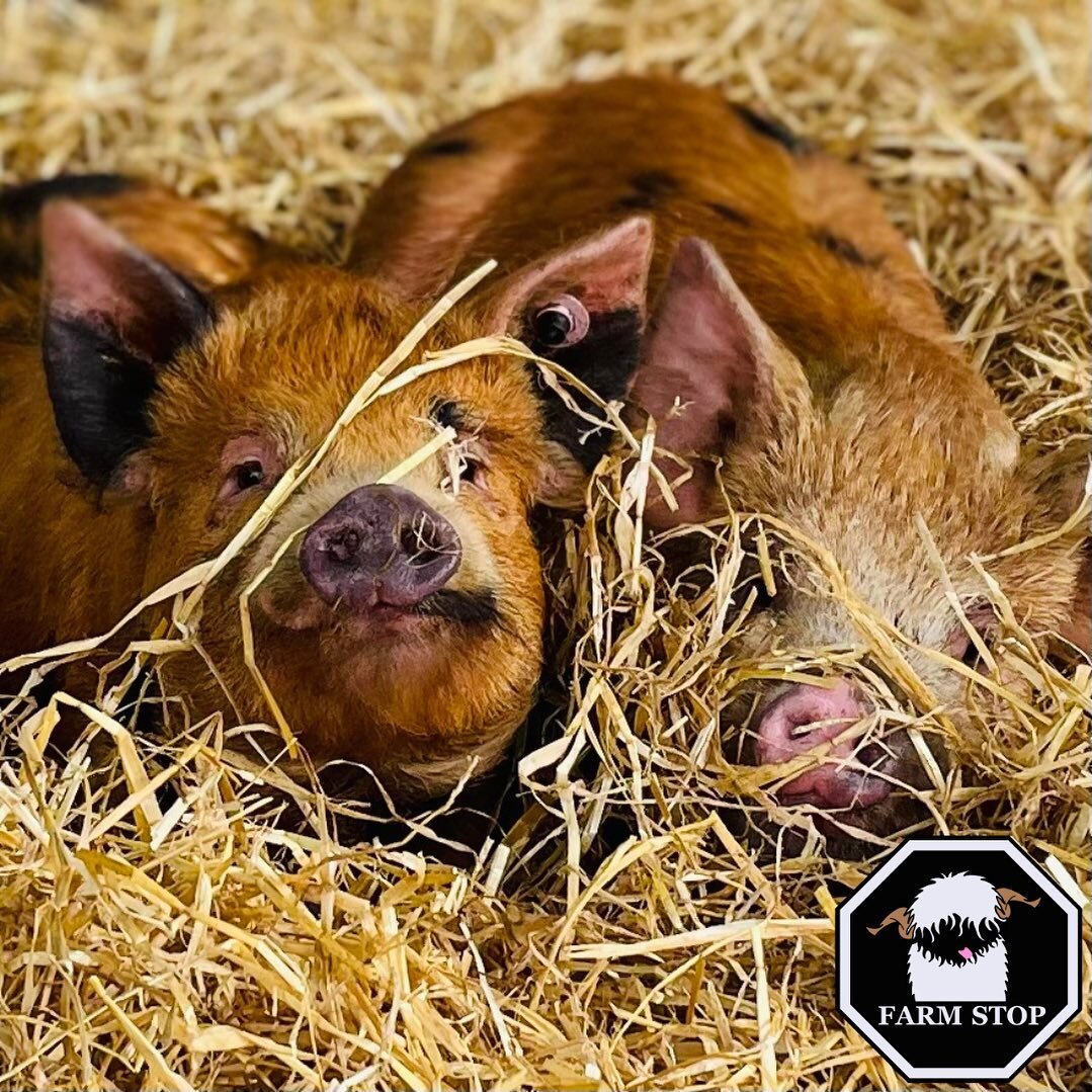 🐷🐽 PIG A BOO! 🐽🐷 

Pigs love a cosy bed 😴 

Did you know? Pigs are very hygienic animals and keep their beds clean😍

🐷 www.farmstop.co.uk 🐷 

#farmstop #farmstopaberdeenshire #farmexperience #visitaberdeenshire #visitscotland #pigs #piglover 