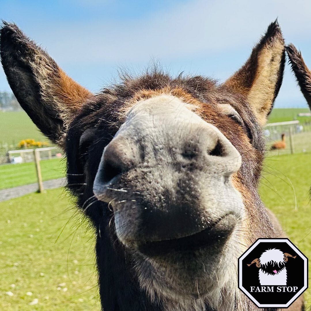 😆🥳 HAPPY FIRYAY EVERYBODY! 🥳😆 

🤎 BOOK NOW at: www.farmstop.co.uk 🤎

#farmstop #farmstopaberdeenshire #farmexperience #visitaberdeenshire #animallovers #animaltherapy #donkey #donkeysmiles