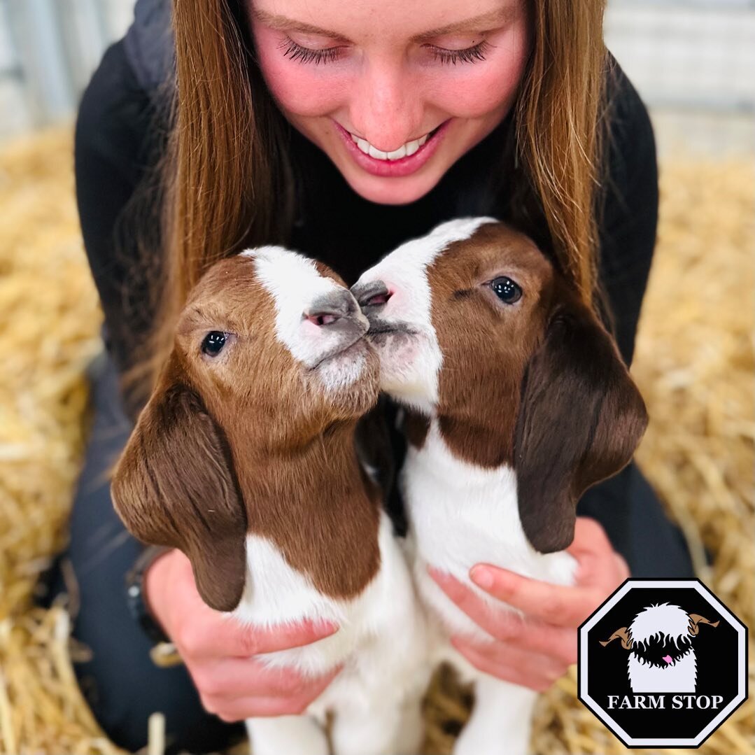 🐐❤️ SAY HELLO TO ROSIE &amp; JIM ❤️🐐 

Susie is delighted with Rosie and Jim 🥰 

Thank you all so much for the name suggestions! ❤️

🐐 BOOK NOW to meet them: www.farmstop.co.uk 🐐 

#farmstop #farmstopaberdeenshire #farmlife #boergoats #goatlife 
