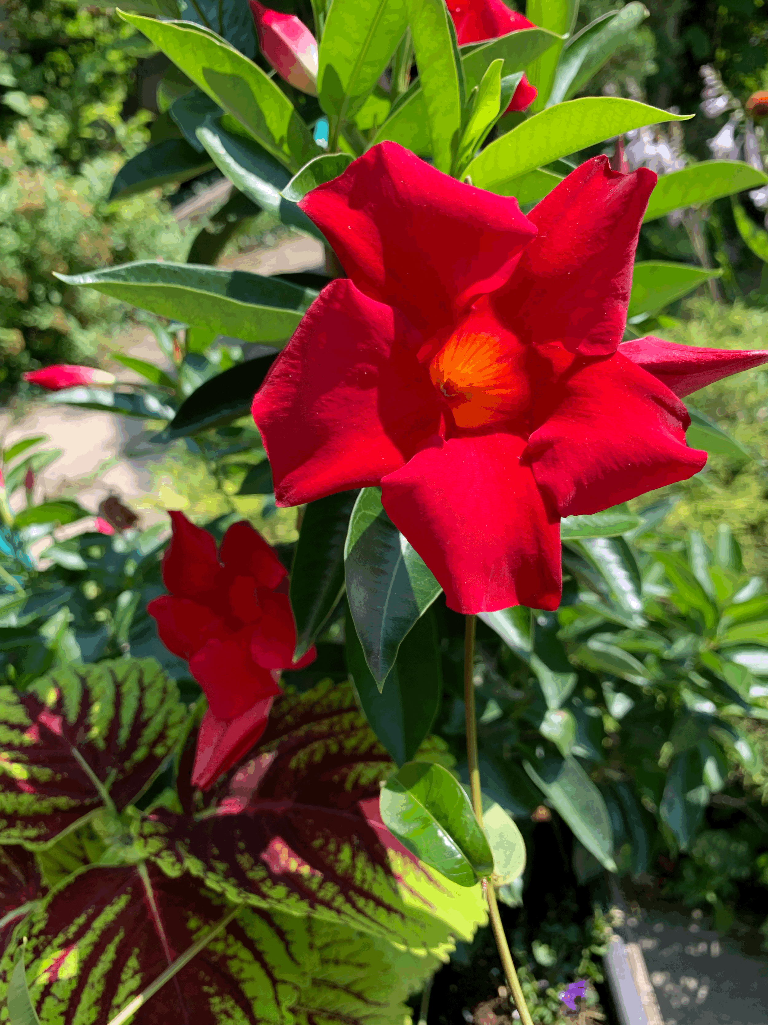 Welcome to our garden