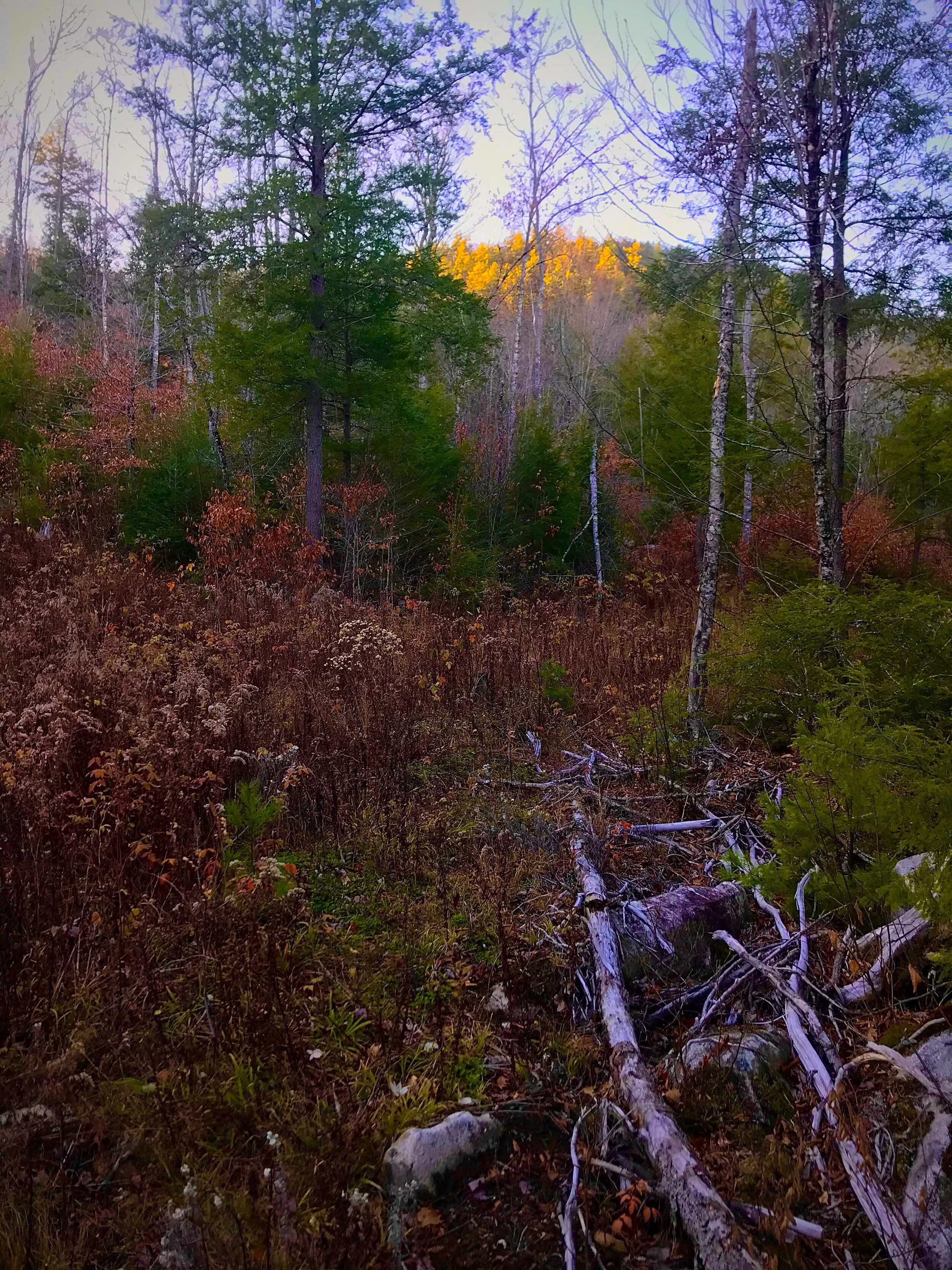 Phone Pics Lightroom-5424.jpg